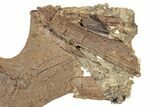 Hadrosaur Jugal, Ossified Tendon, Tooth, and Bone in Sandstone #301788-2